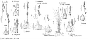 FNA23 P87 Carex sterilis pg 328.jpeg