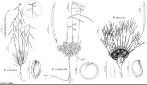 FNA7 P47 Boechera schistacea.jpeg