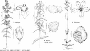 FNA17 P56 Odontites vulgaris as serotina.jpeg