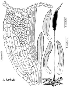 Pott Luisierella barbula.jpeg