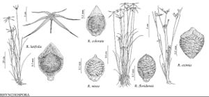 FNA23 P59 Rhynchospora latifolia pg 215.jpeg