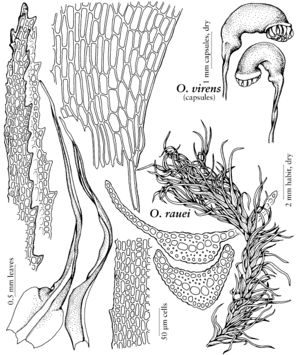 Dicr Oncophorus rauei & virens 2007 01 16.jpeg