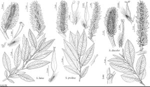 FNA7 P17 Salix lutea pg 124.jpeg