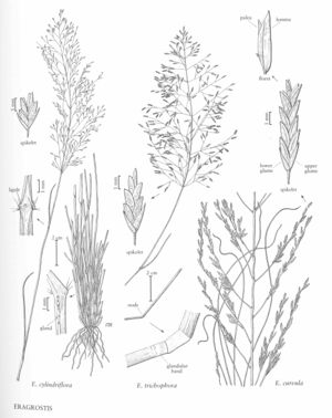 FNA25 P25 Eragrostis pg 77.jpeg