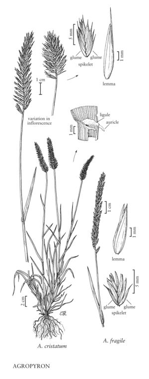 FNA24 P111A Agropyron pg 280.jpeg