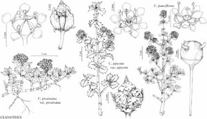 FNA12 P12 Ceanothus prostratus.jpeg