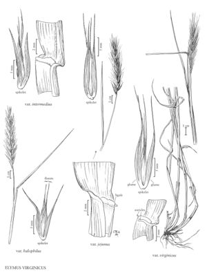 FNA24 P116 Elymus Virginicus pg 299.jpeg