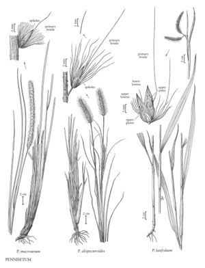 FNA25 P197 Pennisetum pg 524.jpeg