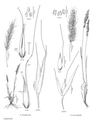 FNA24 P251 Agrostis pg 659.jpeg