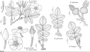 FNA9 P12 Rosa acicularis subsp sayi.jpeg