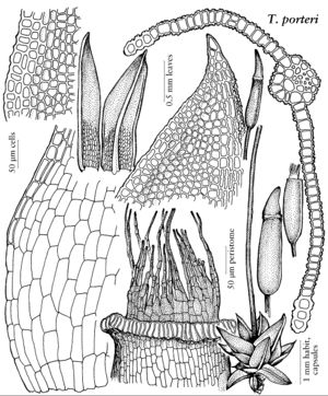 Pott Tortula porteri.jpeg